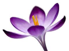 Luna Counseling LLC
